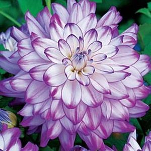 Meet your Posher, Annette